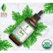 SVA Organics Citronella Essential Oil USDA Organic 4 Oz - Pure & Natural Therapeutic Grade Oil for Skin, Body, Diffuser & Candle Making - Buy Online on GoSupps.com