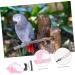 OATIPHO 1 Set Bird Leash Suspend Parrot Flying Harness Bird Flying Bird Harness and Leash Strap Lizard 12X6X1.3CM Pink - Buy Online on GoSupps.com