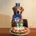 ADOGGYGO Dog Birthday Hat Bandana - Dog Birthday Party Supplies Birthday Dog Hat with Numbers Dog Scarf Bow and Happy Birthday Banner Set - Buy Online on GoSupps.com