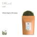 Organic Dill Herb - Premium Quality Gourmet Garnish for Exquisite Dishes | 100g - Buy Online on GoSupps.com