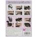 Cat Eyeliner Stencils - 2pcs Matte PVC Smoky Eyeshadow Applicator Tool for Perfect Eye Makeup - Buy Online on GoSupps.com