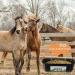 GIISH 2 Pack Chicken Goat Hanging Fence Feeder Black ABS for Deer Duck Dog and Piglets Goose Waterer Trough - Buy Online on GoSupps.com