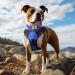 Joytale Reflective Padded Neoprene Dog Collar for Extra Large Dogs - Royal Blue XL (1-Pack) - Durable & Comfortable - Buy Online on GoSupps.com