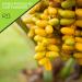 Organic Sun Dried Deglet Noor Dates - Pitted, No Sugar Added (16oz) | Freshly Packed in Resealable Bag | Sweet Dehydrated Fruit Snack - Vegan, Kosher Certified - Buy Online on GoSupps.com