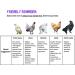 Washable Chicken Diapers for Hens & Roosters - Blue Dots XS - Pet Chicken Nappy - Buy Online on GoSupps.com