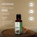 Pine Oil -(Pinus Sylvestris)- Essential Oil 100% Pure Natural Undiluted Uncut Therapeutic Grade Oil 3.38 FL.OZ - Buy Online on GoSupps.com