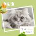 FeliMove Senior Liquid for Cats | 60 ml | DHA Ginkgo B12 | Eye & Brain Support for Senior Cats - Buy Online on GoSupps.com