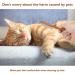 Pet Comb Flea comb for Cats Dogs Gromming comb for puppy Short & long Cat Dog - Buy Online on GoSupps.com