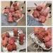 VARCHIT 6PCS Keychain Bear Lipsticks - 2 in 1 Matte Lip Mud Set - Long Lasting & Waterproof Lip Stain - 6 Colors - Buy Online on GoSupps.com