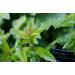 Lemon Verbena dried leaves organic Verveine whole leaves organic 50gm non GMO product of Morocco - Buy Online on GoSupps.com