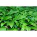 Bresc Wild Garlic Pesto 10x450g - Gourmet Green Pesto with Wild Garlic Basil & Pecorino | Intense Flavor for Cold & Warm Dishes | International Shipping - Buy Online on GoSupps.com