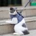 Buy Etopars Adjustable Cat Dishes & Ultra-Light Harness Vest for Kittens | International Shipping Available - Buy Online on GoSupps.com