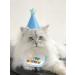 Shop Blue Pet Cat & Dog Scarves Birthday Hats & Costumes | Perfect Pet Birthday Party Decorations - Buy Online on GoSupps.com