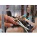 Premium 6-Inch Hair Cutting Scissors - Professional Hairdressing Shears Extra Sharp Stainless Steel for Perfect Haircuts - Hair Gear Deluxe - Buy Online on GoSupps.com