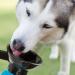 GOODS+GADGETS 600ml Dog Drinking Bottle with Integrated Bowl - Travel Water Bottle for Dogs - Blue | Perfect for Car Trips - Buy Online on GoSupps.com
