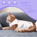SUNFURA Cat Recovery Suit - Kitten Surgical Abdominal Wound Protector - Small Male & Female Pets - Buy Online on GoSupps.com