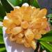 CIMWJOPS Natural Citrine Yellow Phantom Quartz Crystal Cluster Beautiful Crystal Crystal Cluster 500-100g - Buy Online on GoSupps.com