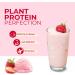 Plant-Based Protein | Vegan Protein Powder Strawberries & Cream | Thrive Protein | 1kg (30 servings) Strawberries & Cream 1 kg (Pack of 1) - Buy Online on GoSupps.com