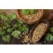Organic Coriander Seeds 250g - Non-GMO Raw Whole Coriander Seeds - Rich in Flavor and Essential Oils - Perfect for Seasoning Baking and Cooking - Resealable Pouch for Freshness - Thames Organic - Buy Online on GoSupps.com