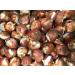 5x Tulip Bulbs Mixed Tulip Bulbs Cold Hardy Spring Flowers Double Flower - Buy Online on GoSupps.com