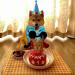 Blue Dog Birthday Bandana & Party Hat Set - Cute Boy Girl Dog Outfit for Cat & Dog Party Supplies - Buy Online on GoSupps.com