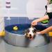 Foldable Dog Pool Collapsible Dog Bathtub Kids Pool for Backyard Plastic Bath Tub Duck Pond Bathing and Swimming Wading Pool for Pet Kiddie Baby Toddler Doggie Cat (Grey 100CM) 100CM Grey - Buy Online on GoSupps.com