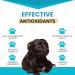 Wanderfound Pets 10-in-1 Dog Multivitamin with Glucosamine  D3  MSM - 60 Chewable Tablets - Buy Online on GoSupps.com