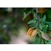 Buy Mundo Feliz Whole Organic Almonds | 2 x 500g | International Shipping Available - Buy Online on GoSupps.com