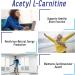Acetyl L-Carnitine 1000mg | 200 Capsules | 100 Day Supply | Supplement 200 Count - Buy Online on GoSupps.com