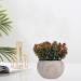Ciieeo 2pcs Simulated Green Bonsai Artificial Succulents Plants Miniture Decoration Artificial Cactus Small Succulent Plants Silk Plants Greenery Decor Accessories Office Foam Nordic - Buy Online on GoSupps.com