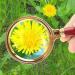 Handheld Reading Magnifier Large 80Mm/ 90Mm Glass Lens 90Mm Lofty Ambition - Buy Online on GoSupps.com