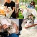 3Pcs Cat Comb Pet Flea Flea Comb for Dogs Long & Short Cat Comb Steel Tooth Comb with Wooden Handle Solid Wooden Cat Flea Comb Lice Tick Comb for Cats Dogs Rabbits Tangled Hair (3 Size) - Buy Online on GoSupps.com