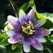 Nature's Answer Passion Flower Supplement - 2oz Calming Aid for Anxiety & Stress Relief - Buy Online on GoSupps.com