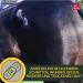 First Aid Set for Horses - Silver Spray & Zinc Ointment for Wound Healing Protection & Disinfection | 250ml & 200ml Options for Pets & Livestock - Buy Online on GoSupps.com