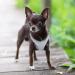 Buy Heele Adjustable Dog Harness for Small & Medium Dogs - Soft Mesh Reflective Breathable - Perfect for Comfortable Walks - 1 Pack (Gray) - Buy Online on GoSupps.com