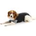 Buster Classic Body Suit for Dogs XXX-Large Black/Grey - Buy Online on GoSupps.com