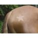 Kerbl 321900 Shearing Template for Horses - Set of 3 | International Shipping Available - Buy Online on GoSupps.com