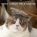 Stainless Steel Pet Comb Pet Combs With Wooden Handle Pet Grooming Comb Skin Friendly Comb Anti-Tangle Comb Removes Knots And Tangles Solid Wood Comb For Removing Floating Hair And Fleas - Buy Online on GoSupps.com