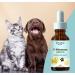 Dr Corbyn Pets D-Mannose Drops - 50ml | Urinary Tract & Bladder Health Support for Dogs and Cats | Cystitis Support | Natural and Easy to Use - Buy Online on GoSupps.com