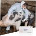 MAGICLULU 2pcs Pregnant Tester Cow Pregnancy Test Paper Pig Pregnancy Test Strips Livestock Pregnant Detection Tool Pig Pregnancy Diagnosis Tester Farm Supply Test Card Animal White Plastic White 1 count (Pack of 1) - Buy Online on GoSupps.com