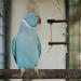 10-Piece Natural Bird Accessories for Budgies Canaries & Lovebirds - Gionar Climbing Grinding & Standing Cage Toys - Buy Online on GoSupps.com