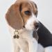 QGUQSSL Pet bells for collars cat dog collar bells for cat collar dog collar bells training dog bells collar charm 1 pc - Buy Online on GoSupps.com