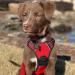 Rabbitgoo Adjustable No-Pull Dog Harness for Medium-Sized Dogs | Breathable & Safe Control Harness with Reflective Stripes - Red (1 Pack) - Buy Online on GoSupps.com