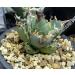 Caesar Agave