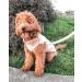 Gooby Fleece Vest Dog Sweater - Blue Medium (16) - Warm Pullover Jacket with Leash Attachment for Small Dogs - Winter Coat for Indoor & Outdoor Use - Buy Online on GoSupps.com