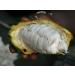 Peruvian Blend Ceremonial Cacao - 500g by The Jasper Cacao Project - Buy Online on GoSupps.com