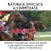  OFFICINALIS FOR HORSES Officinalis - Arnica 90% for Horses for Human Use - Made in Italy - 500ml Arnica Montana Gel 90% Muscles and Tendons - Naturally Effective Concentrate - Buy Online on GoSupps.com