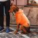 Buy Waterproof Winter Dog Coat Warm Jacket for Puppies & Medium Dogs | Cozy Fleece Hoodie with Bag (1104B Orange L) - Buy Online on GoSupps.com