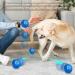 2PCs Interactive Dog Ball Toys - Self-Strolling Hard-Wearing Automatic Rolling Balls for Dogs - Wicked Ball - Perfect for Playtime & Fun! - Buy Online on GoSupps.com