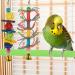 upain 5 Pack Parrot Perches Stand Natural Wood Bird Scrub Perch Platform and Paw Grinding Stick Bird Cage Toys Accessories for Small Parakeets Cockatiels Budgies Parakeet Lovebird - Buy Online on GoSupps.com